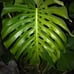 Monstera deliciosa Brazilian common form, slight leaf damage