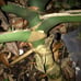 Monstera deliciosa Brazilian common form, slight leaf damage