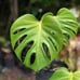 Monstera deliciosa Brazilian common form, slight leaf damage