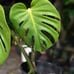 Monstera deliciosa Brazilian common form, slight leaf damage