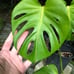 Monstera deliciosa Brazilian common form, slight leaf damage