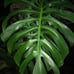 Monstera deliciosa Brazilian common form, slight leaf damage
