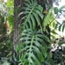 Monstera deliciosa Brazilian common form, slight leaf damage