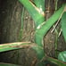 Monstera deliciosa Brazilian common form, slight leaf damage