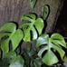 Monstera deliciosa Brazilian common form, slight leaf damage