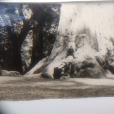 William M. McCarthy Photograph Collectio