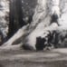 William M. McCarthy Photograph Collectio
