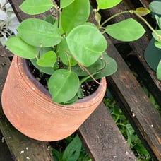 Hoya australis
