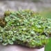 Liverwort Green Moss 5 x 7 section