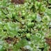 Liverwort Green Moss 5 x 7 section