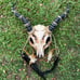 Demon Goat Skull Horned Cosplay mask