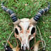 Demon Goat Skull Horned Cosplay mask