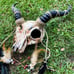 Demon Goat Skull Horned Cosplay mask