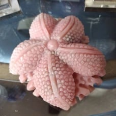 Pink opal starfish