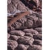 Anthropologie House Of Hackney Zebra Printed Quilt Queen