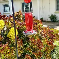 Kingsyard Glass Hummingbird Feeder for Outdoors Wild Bird Feeder with 6 Feeding