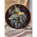 Miracles Of the Rainforest LENOX Collector Plates Set of 4