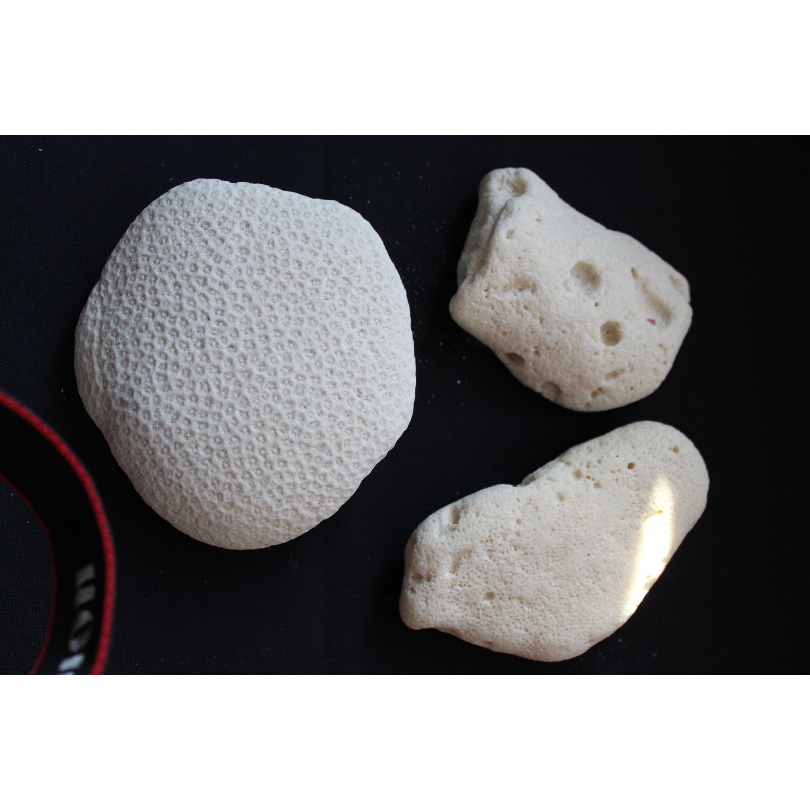 3 pieces of Vintage Genuine Natural White Brain Coral Ocean Salt Water