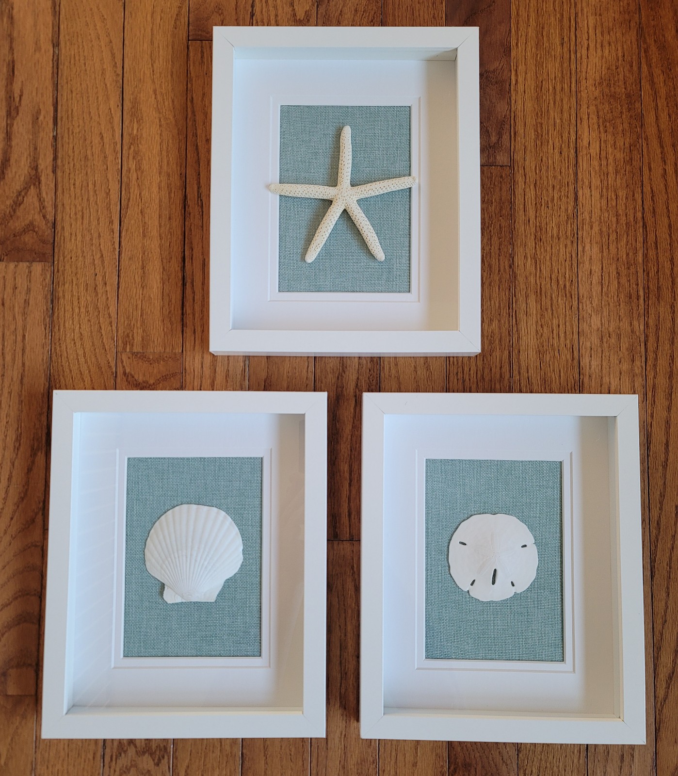 NEW Real Sand Dollar Starfish Seashell 8 x10 Shadow Box Wall Bathroom Decor 3D