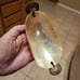 Rare Antique Mother Of Pearl & Sterling Silver Serving Caviar Bowl Dish 6.5