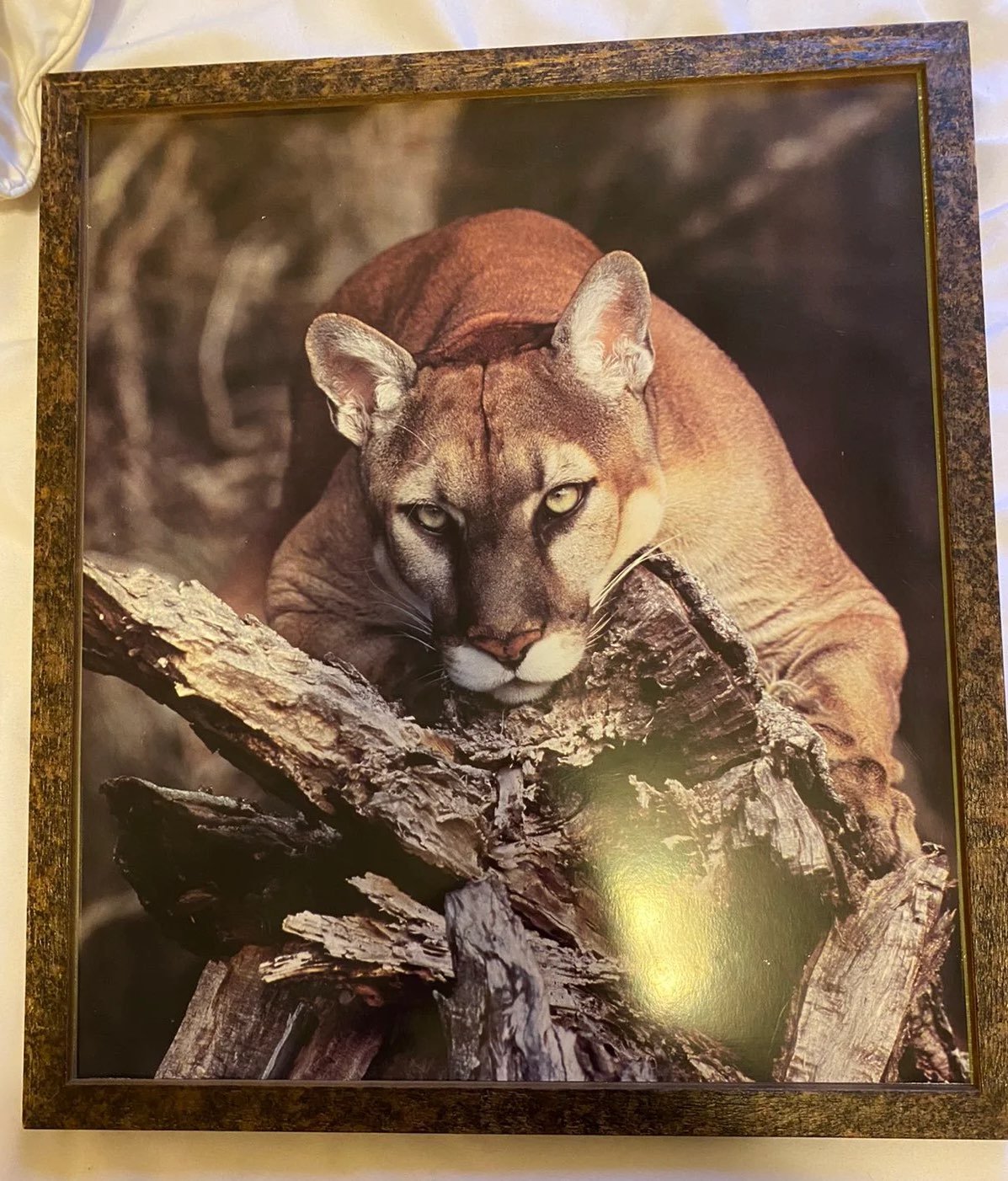 Florida Panther by Barry Mansell