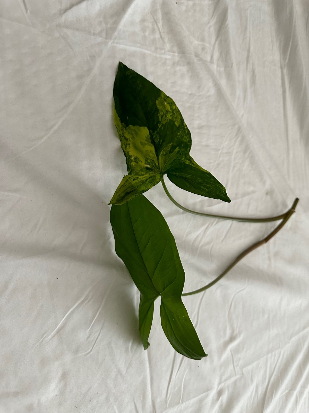 Syngonium aurea