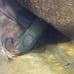 Red Wing 1155 Vintage Soft Toe Work Boots Mens 10 E