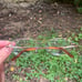 NEW Sophia Loren M172 Brown/Gold (057)