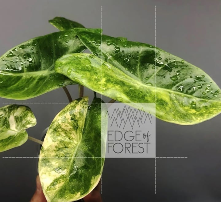 FREE SHIP Alocasia Pink Dragon Baby Aurea Variegated (Grower’s Choice)