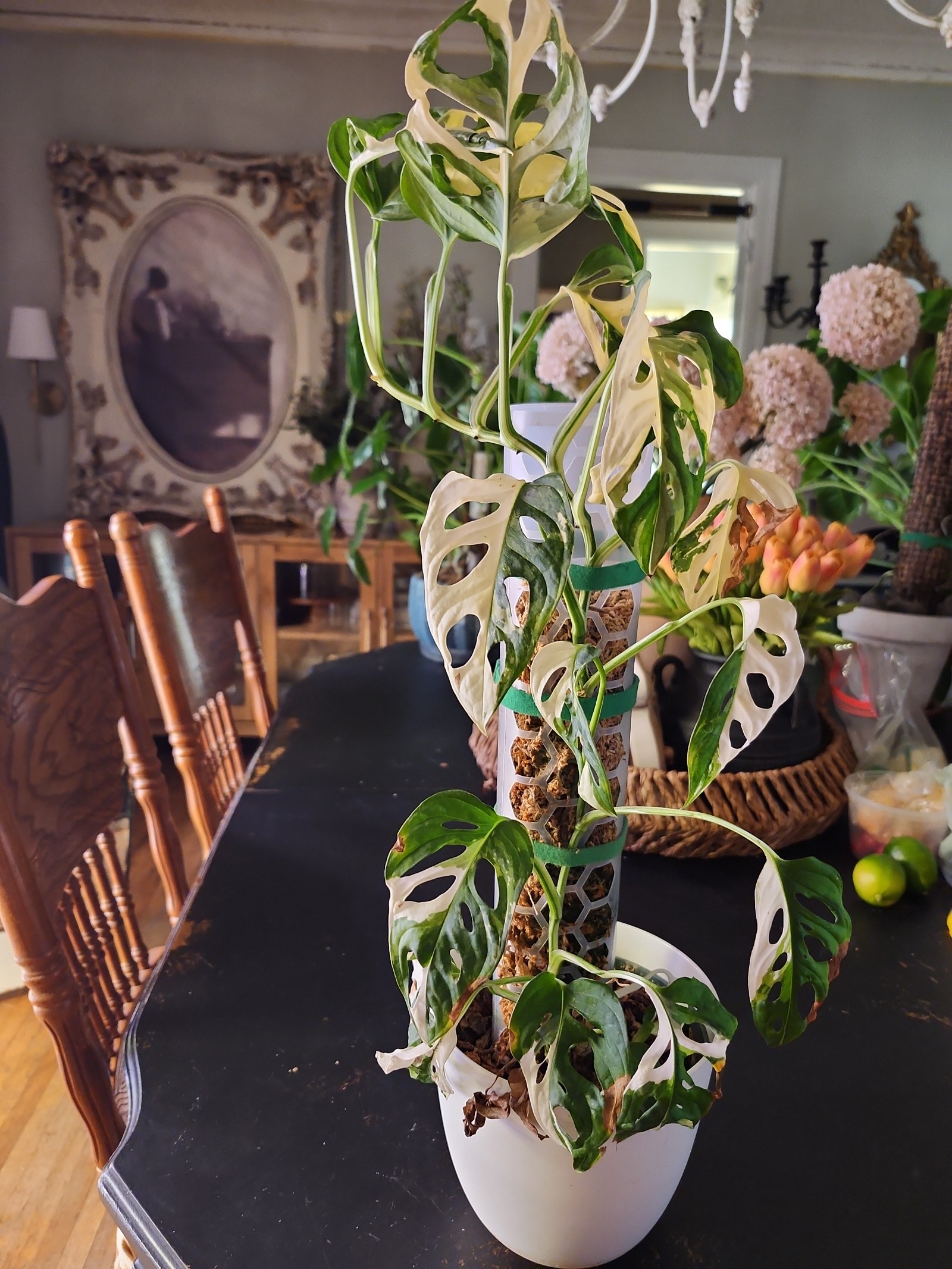 Large Variegated Adansonii
