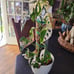 Large Variegated Adansonii