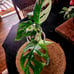 Large Variegated Adansonii
