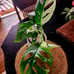 Large Variegated Adansonii