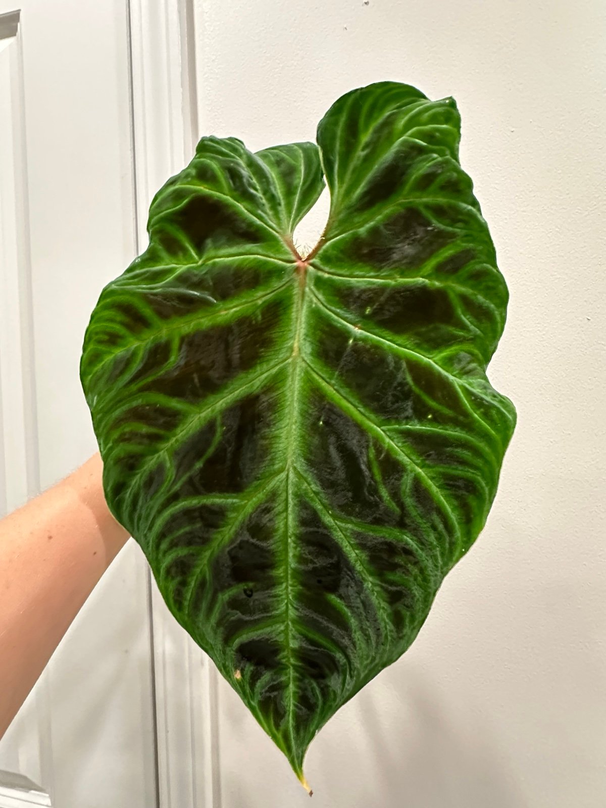 Philodendron verrucosum