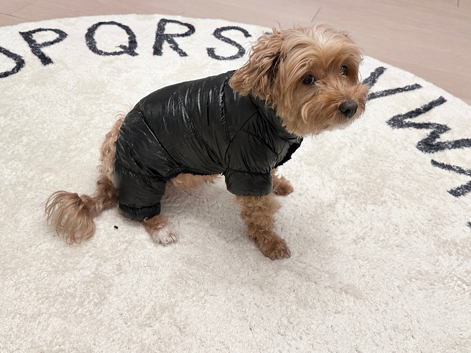 Black puffer coat for small dogs