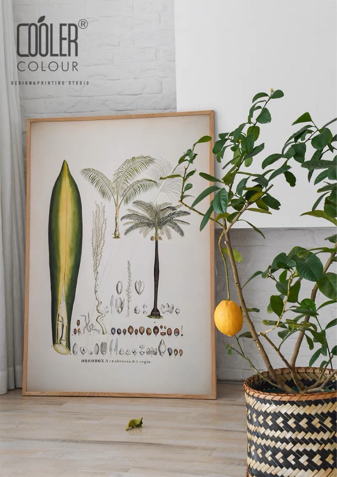 Home decoration - Posters - vintage plants