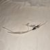 New Hoover FH68020V TurboScrub XL Carpet Cleaner Clear Tubing Replacement Part