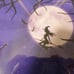 sz13x11 FRAMED PURPLE HALLOWEEN WITCH WELCOME PHOTO SIGN IN VINTAGE HQ LD 2270