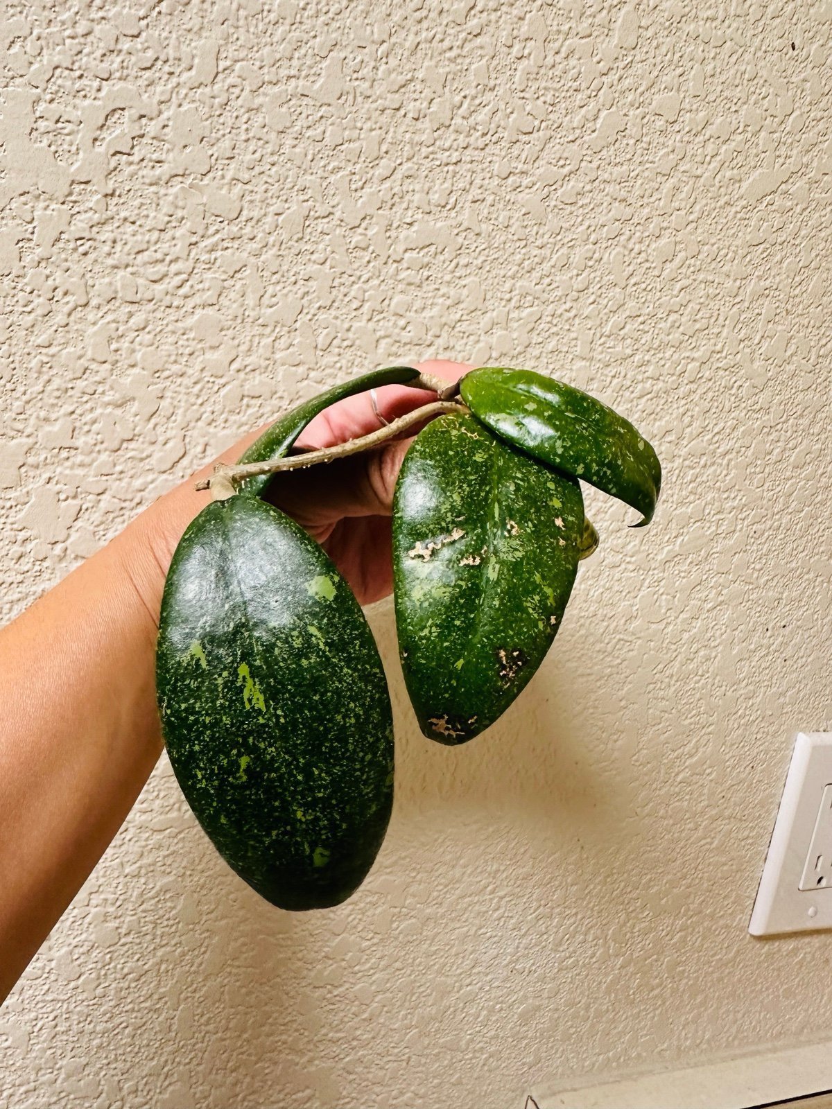 Hoya sp Vietnam ah001