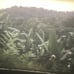 1971 Quito San Lorenzo Ecuador Trains Railroad People Towns Super 8mm Home Movie