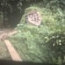 1971 Quito San Lorenzo Ecuador Trains Railroad People Towns Super 8mm Home Movie