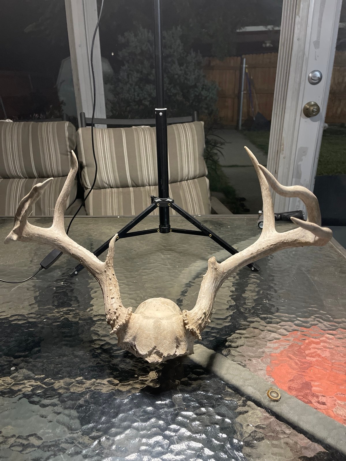 Deer antlers with skull cap, atypical horn
