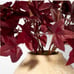 Studio McGee Potted Fall Leaf Arrangement in Vase Burgundy
