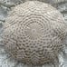 Atq France Handmade Shabby Chic Crochet Lace Rose Flower Decorative Throw Pillow