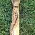 Handmade Walking stick