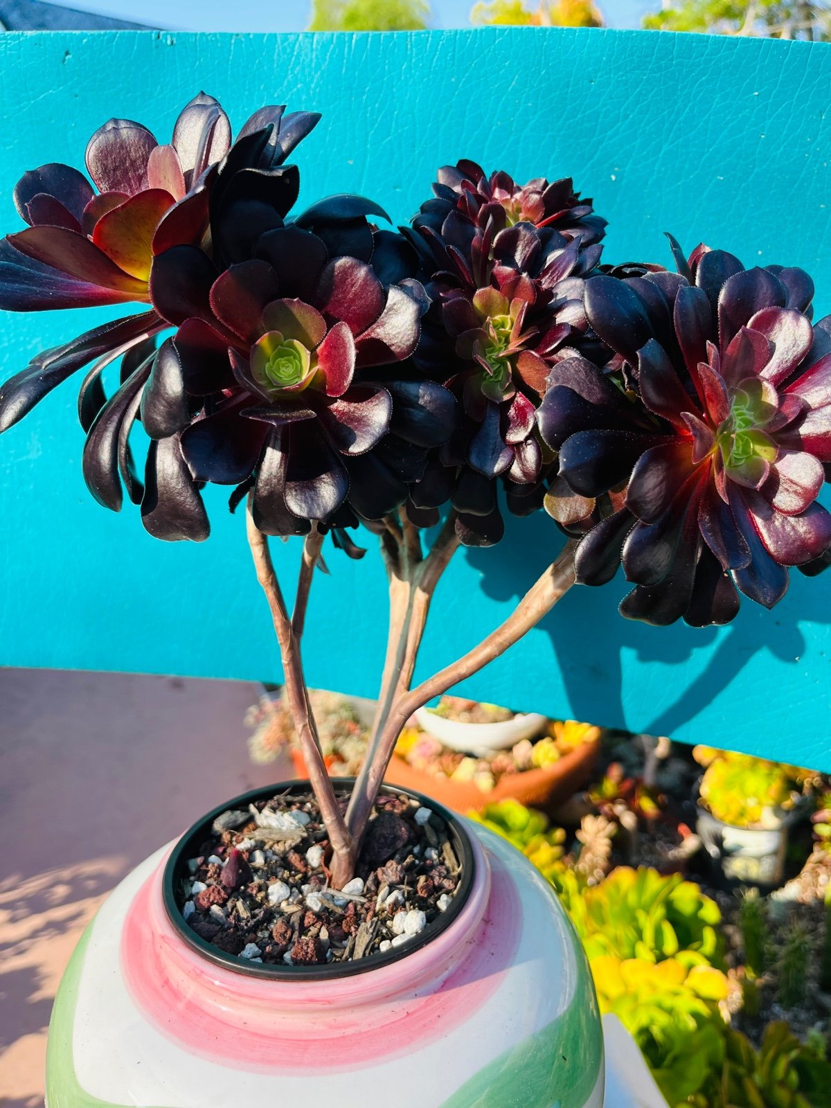 Rare Aeonium arboreum 'Velour' crested live Rooted，old trunk, bonsai get 2 free