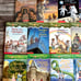 Magic Treehouse Box Collection Book 20 Lot