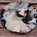 Ceramic coasters have high gloss resin, 4 piece black, cream, and silver