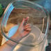 Corningware 4 qt Casserole