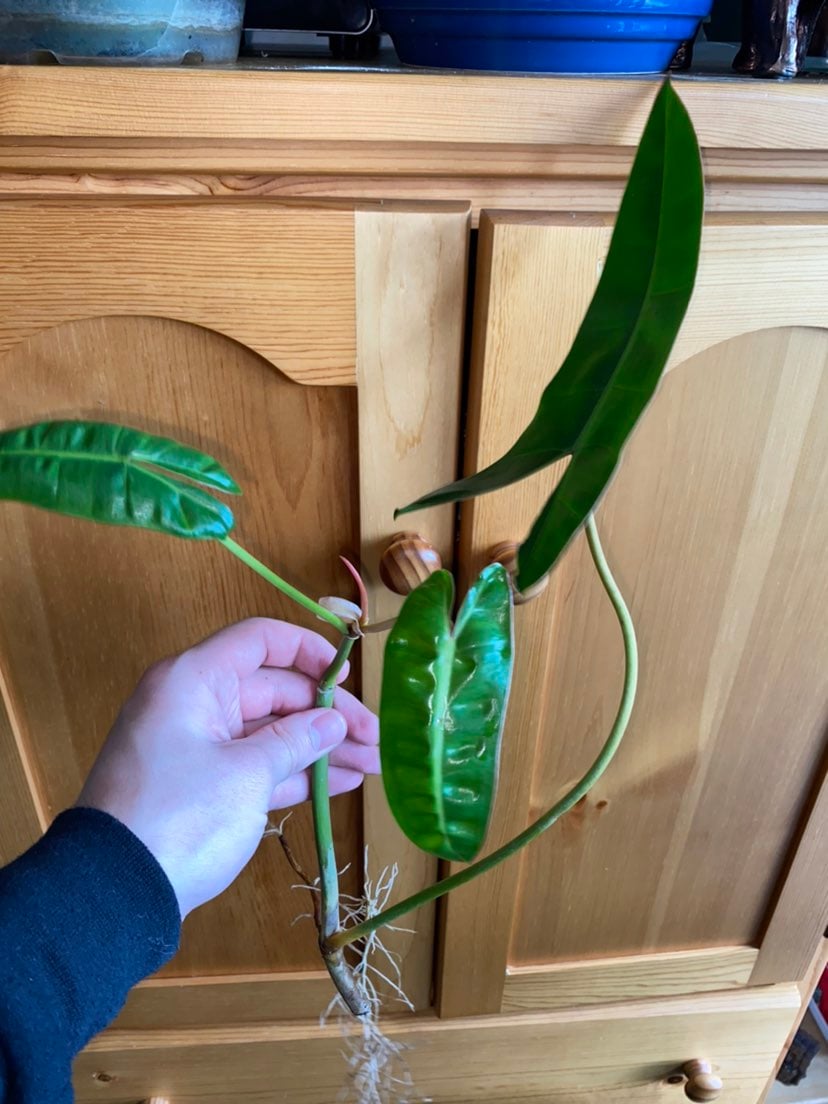 Philodendron billietiae